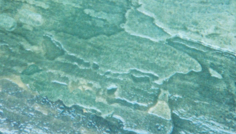 wood texture seamless. Decorative painted seamless