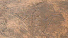 Fossil Stamps For Concrete and Stampable Overlays