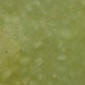 Chemical Stain - Olive