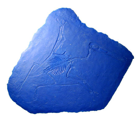 Fossil Pterodactyl Imprinting Stamp